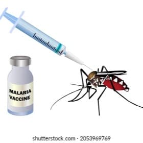JERINGA MOSQUITA